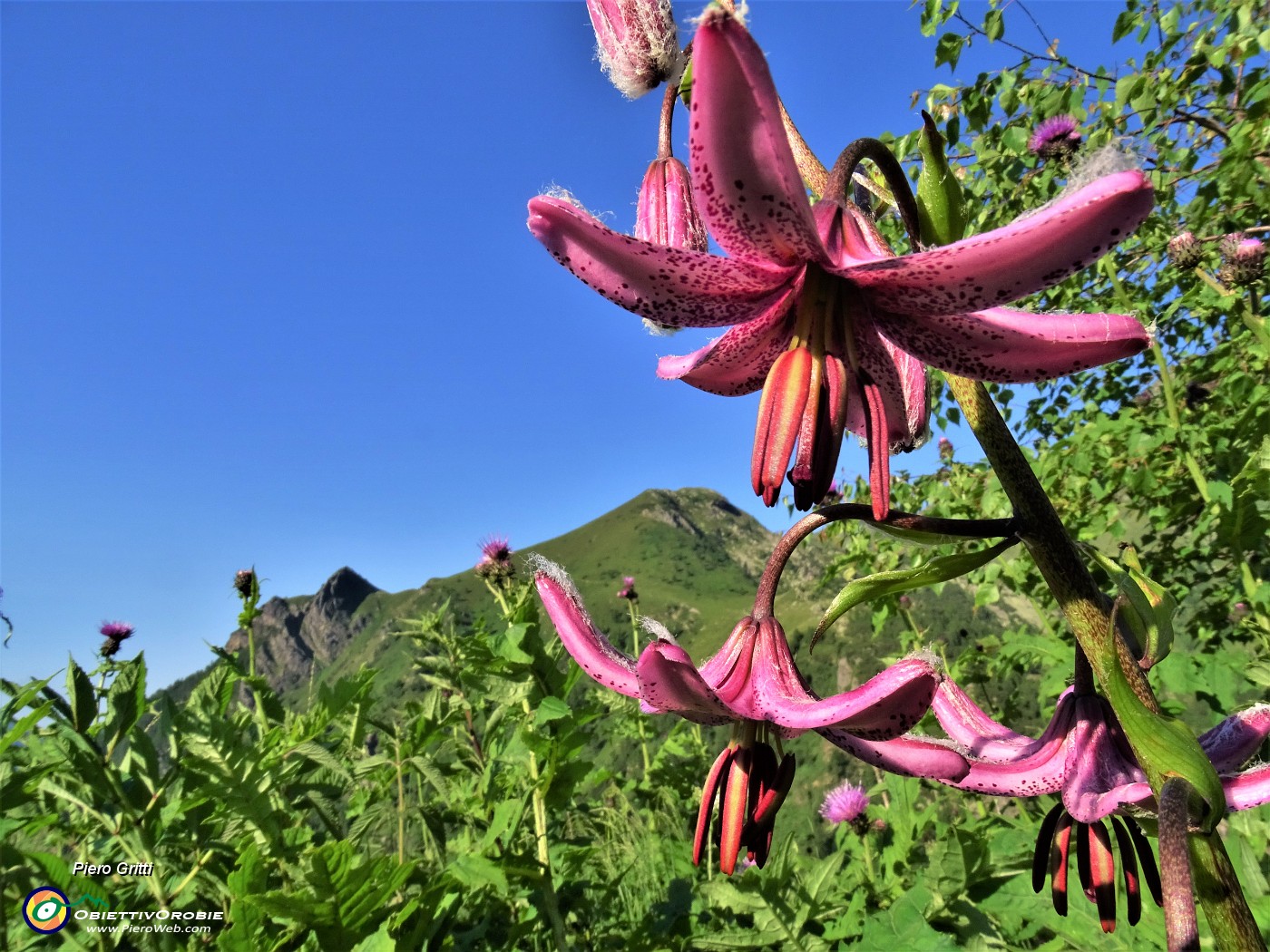 11 Lilium martagon (Giglio martagone) con vista in Mincucco.JPG